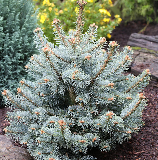 Zwergkorktanne Compacta 40-50cm - Abies Lasiocarpa