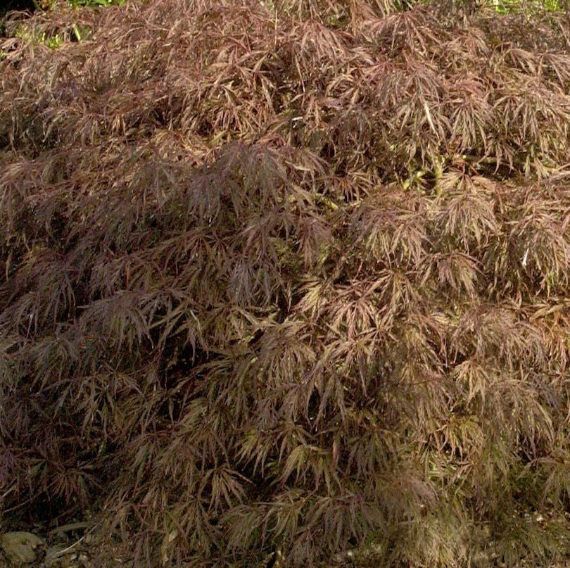 Hochstamm Fächer Ahorn Crimson Queen 100-125cm - Acer Palmatum Crimson Queen