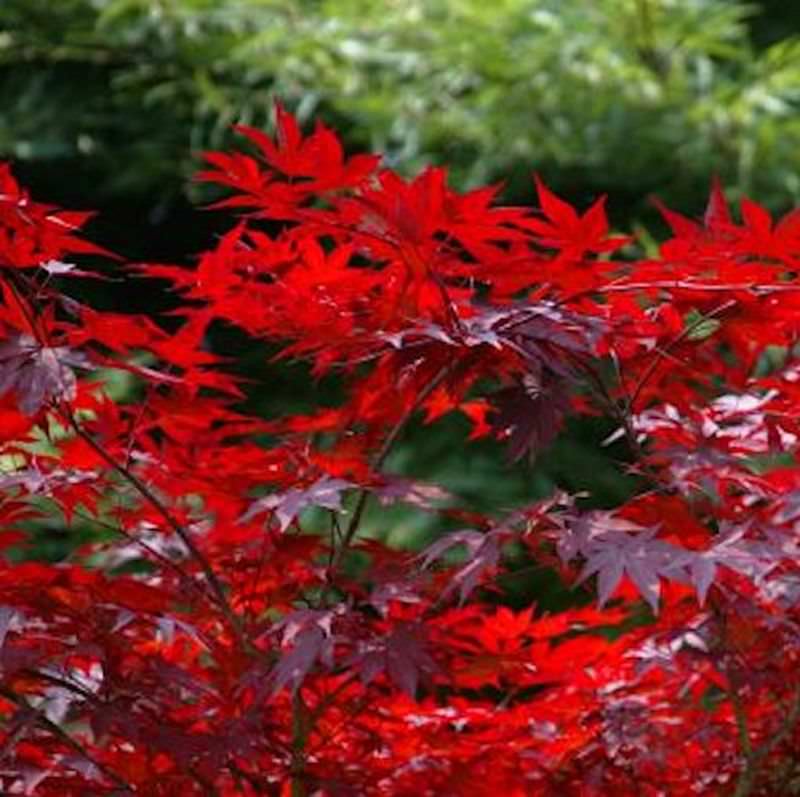Kleinblättriger Zwergahorn Hime Shojo 40-60cm - Acer Palmatum