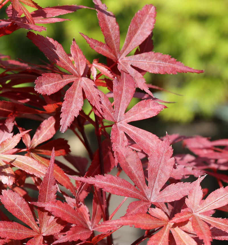 Fächer Ahorn Skeeters Broom 60-80cm - Acer Palmatum