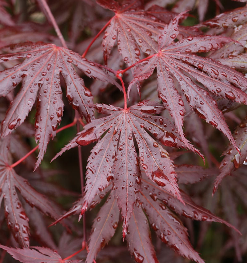 Fächer Ahorn Trompenburg 60-80cm - Acer Palmatum