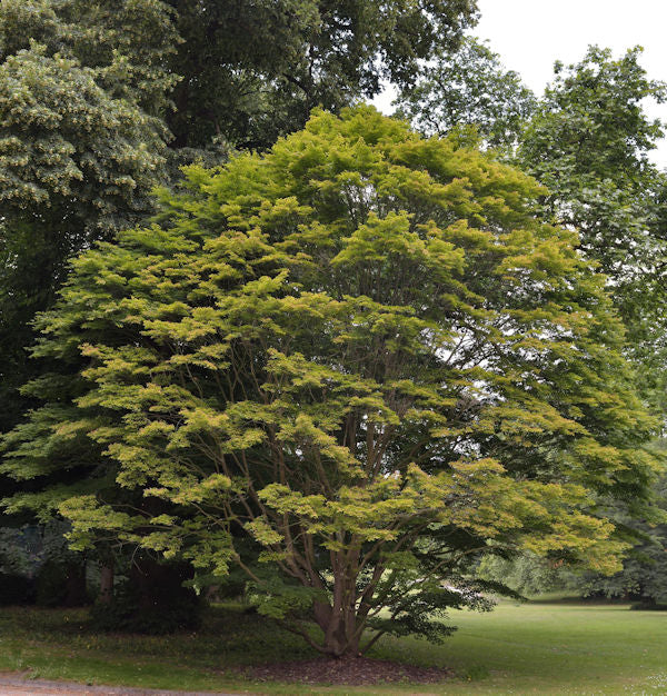 Fächer Ahorn 60-80cm - Acer Palmatum