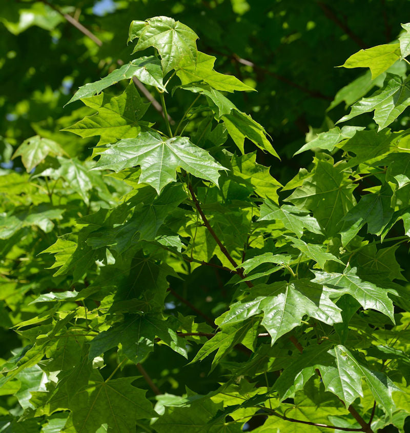 Zwerg Spitz-Ahorn Nowusch 60-80cm - Acer Platanoides