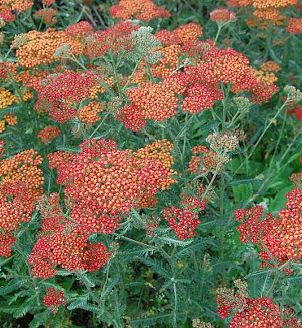 Schafgarbe Feuerland - Achillea Millefolium