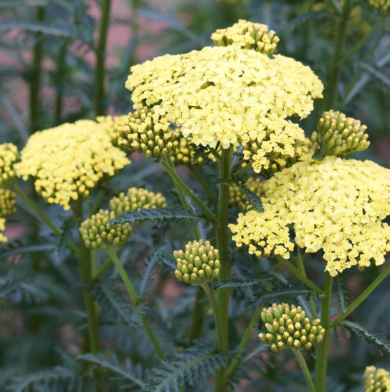 Schafgarbe Desert Eve Yellow - Großer Topf - Achillea Millefolium