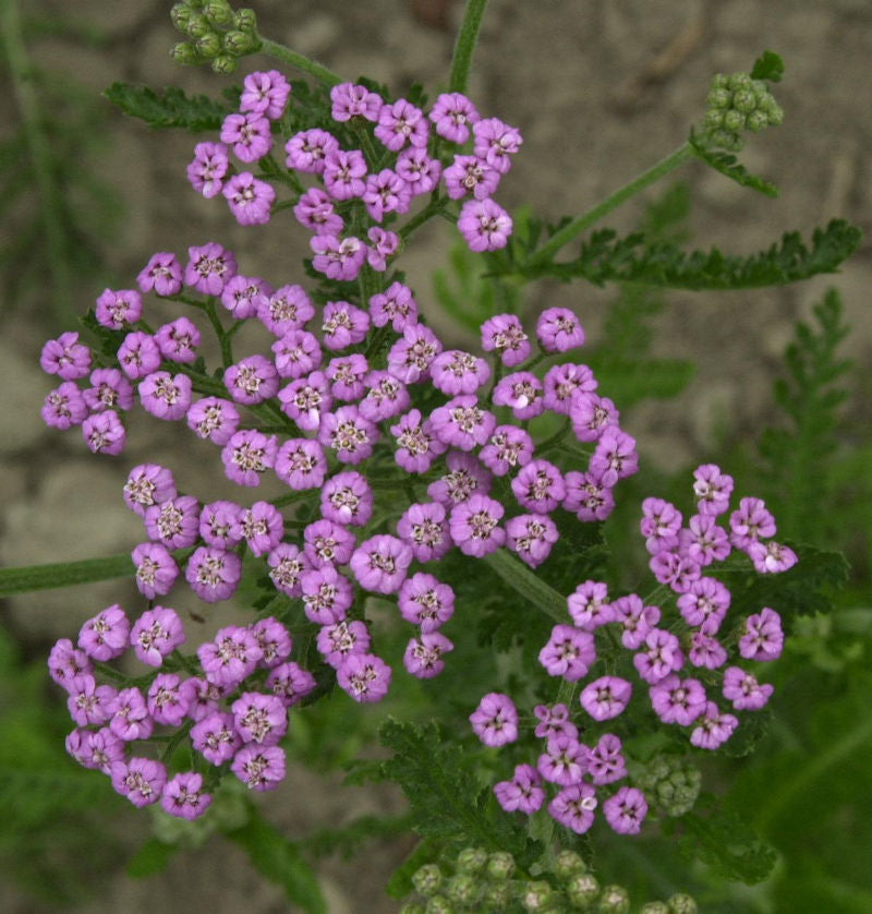 Schafgarbe Lilac Beauty - Achillea Millefolium