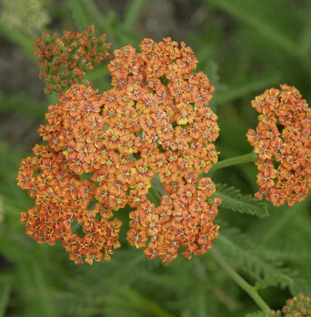Schafgarbe Terracotta - Achillea Millefolium
