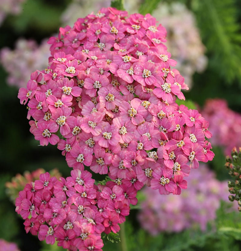 Schafgarbe Excel - Achillea Millefolium
