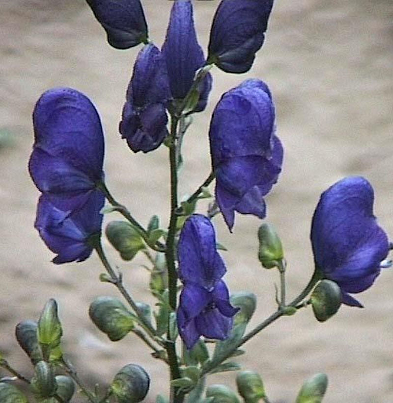 Bunter Eisenhut - Aconitum Variegatum