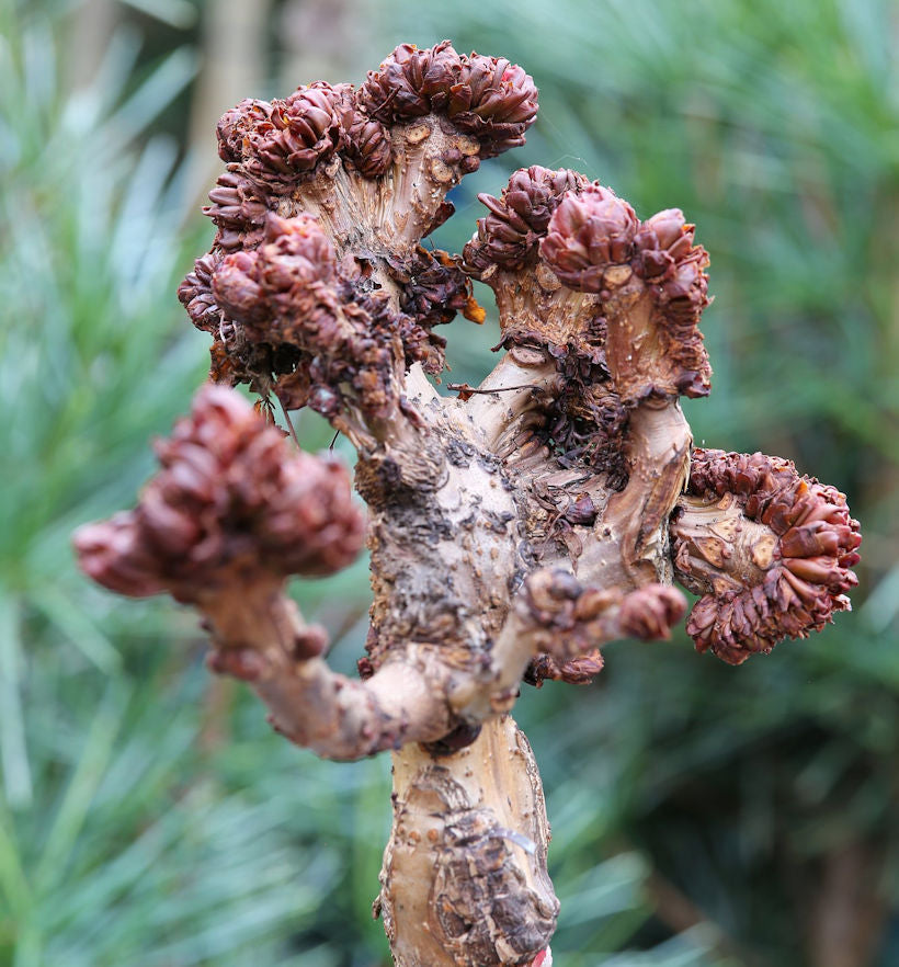 Gespensterkastanie 100-125cm - Aesculus Hippocastanum
