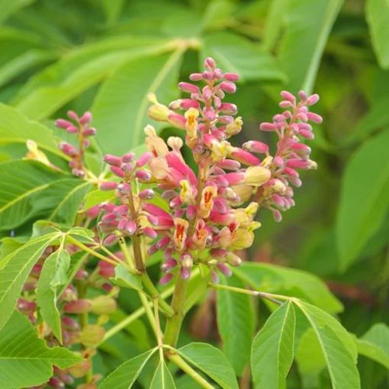 Hochstamm Zwergkastanie Koehnii 60-80cm - Aesculus Pavia