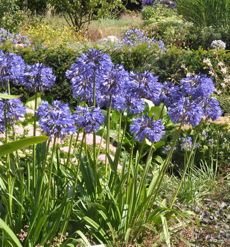 Liebesblume Schmucklilie Northern Star - Großer Topf - Agapanthus Africanus