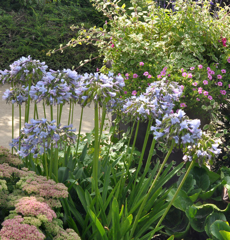 Liebesblume Schmucklilie Twister - Agapanthus Africanus