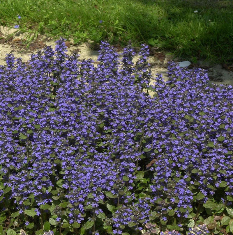 Günsel Burgundy Glow - Ajuga Reptans