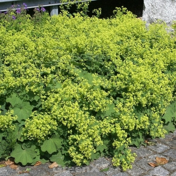 Frauenmantel Irish Silk - Großer Topf - Alchemilla Mollis