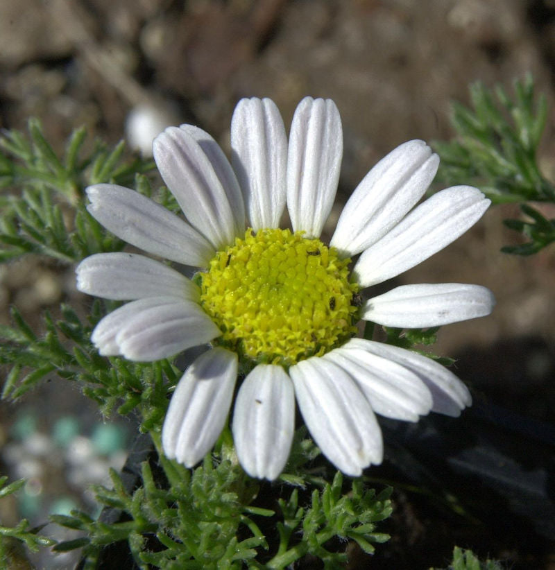 Marokko Kamille Silberkissen - Anacyclus Depressus