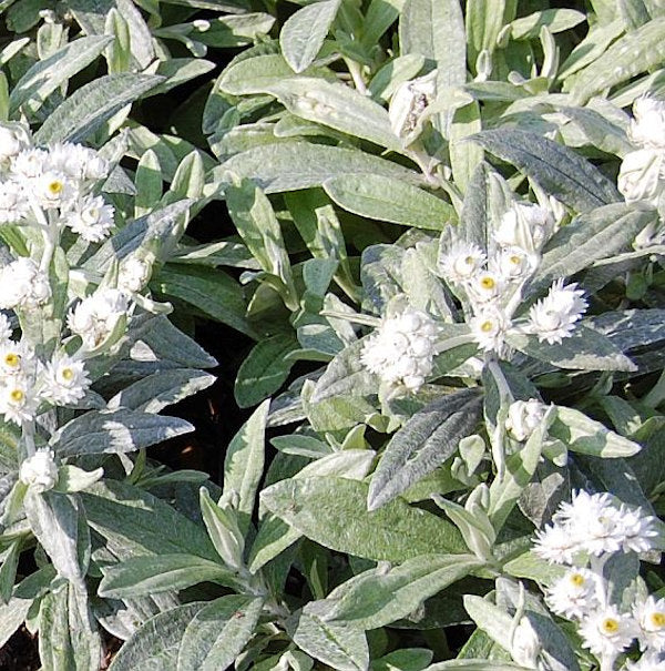 Perlkörbchen Sommerschnee - Anaphalis Triplnervis