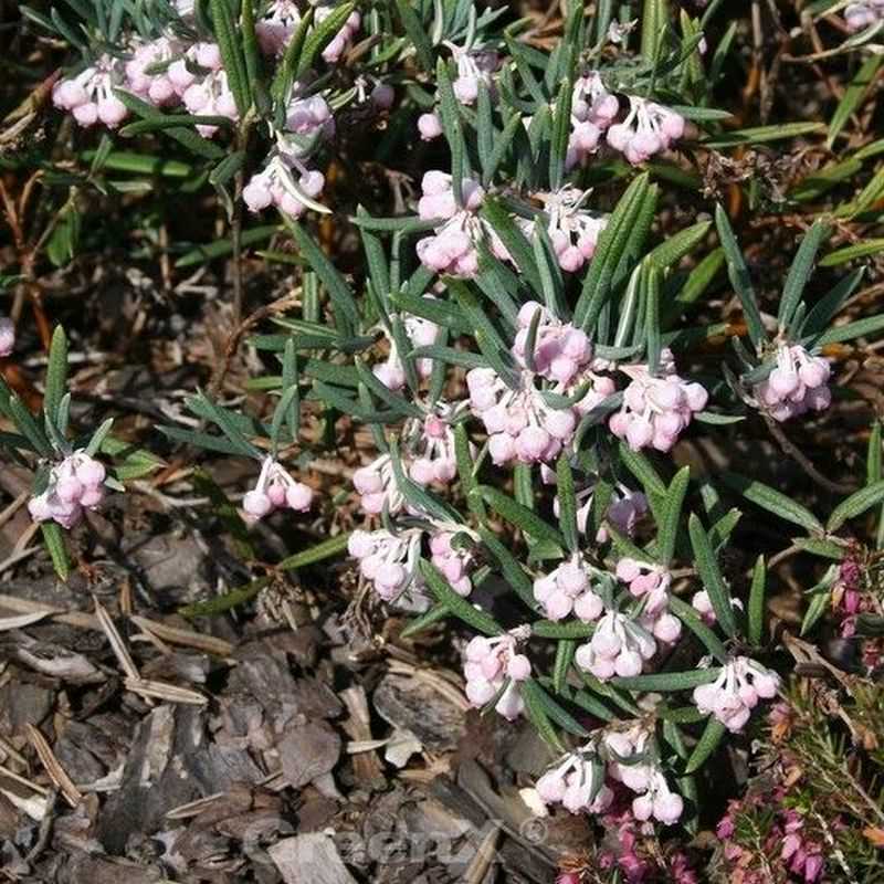 Lavendelheide Compacta - Andromeda Polifolia