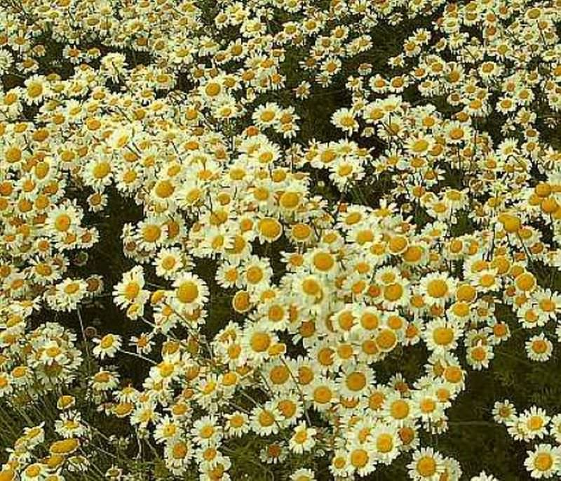 Färberkamille Sauce Hollandaise - Anthemis Tinctoria