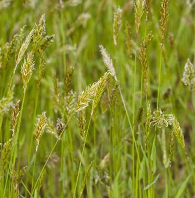 Wohlriechendes Ruchgras - Anthoxanthum Odoratum