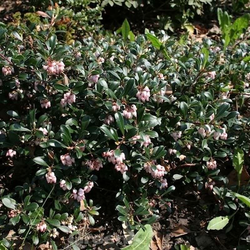 Europäische Bärentraube Massachusetts 20-25cm - Arctostaphylos