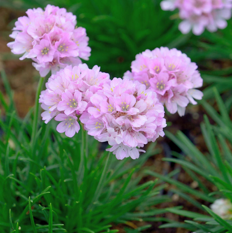 Grasnelke Röschen - Armeria Juniperifolia