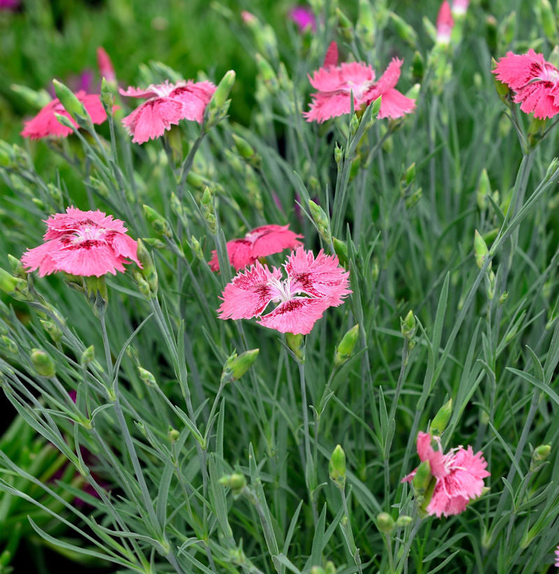 Strandnelke Armada Deep Rose - Armeria Maritima