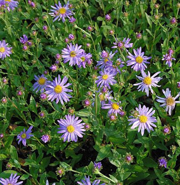 Sommeraster Dr. Otto Petschek - Aster Amellus