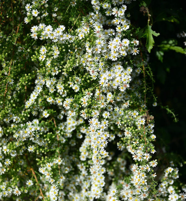 Myrtenaster Schneetanne - Aster Ericoides