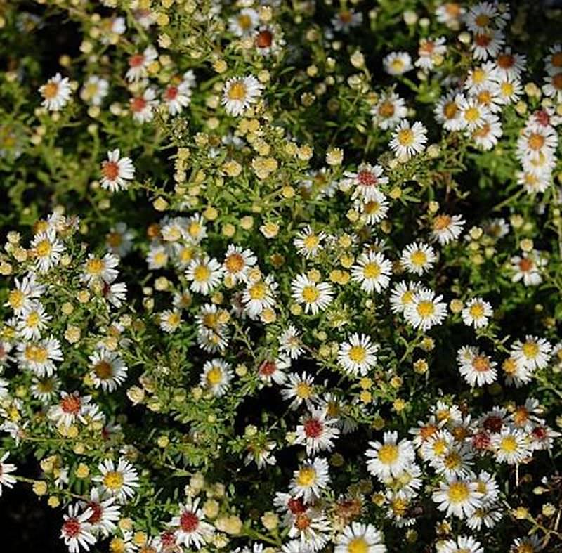 Myrtenaster Weißer Zwerg - Aster Ericoides