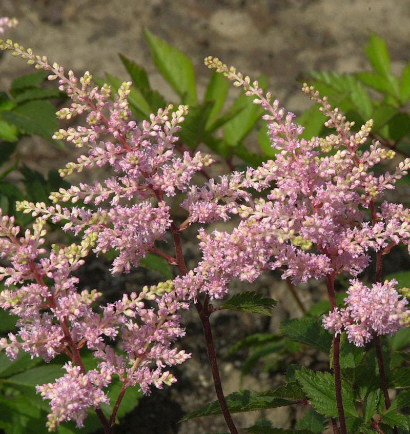 Prachtspiere Peach Blossom - Astilbe Japonica