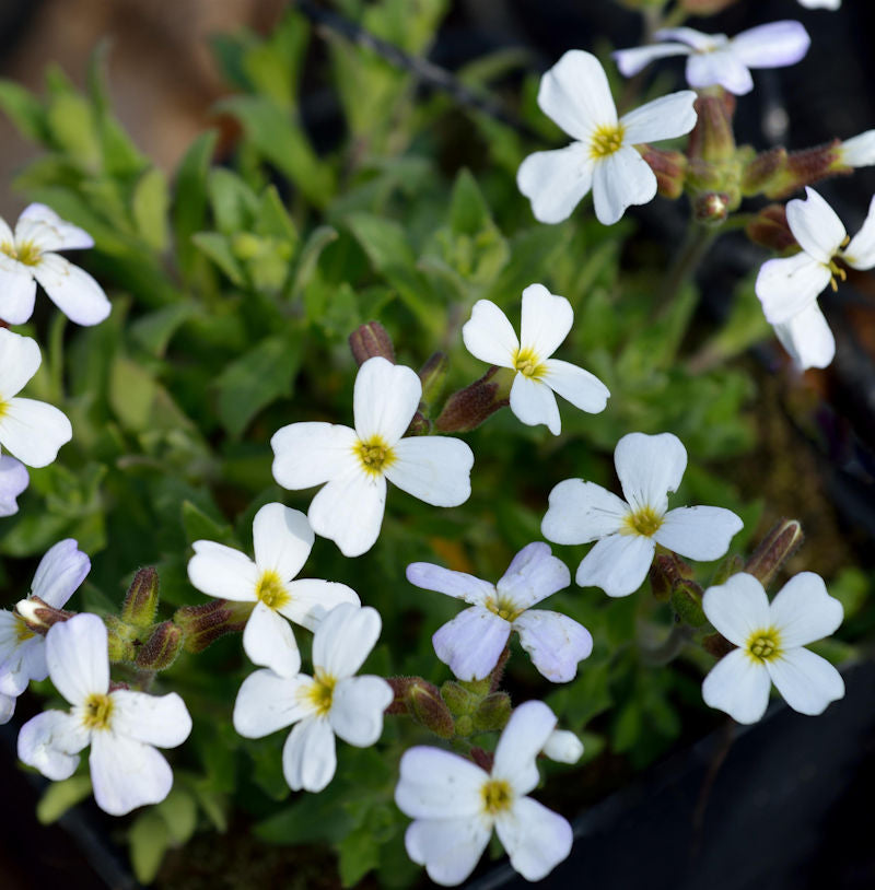 Griechisches Blaukissen Weiß - Aubrieta Deltoidea