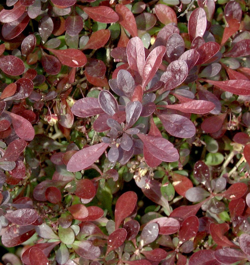 Rote Zwergberberitze 20-25cm - Berberis Atropurpurea