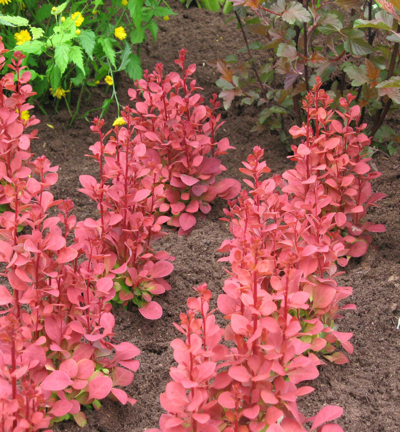 Säulen Beberitze Orange Sunrise 25-30cm - Berberis Thunbergii