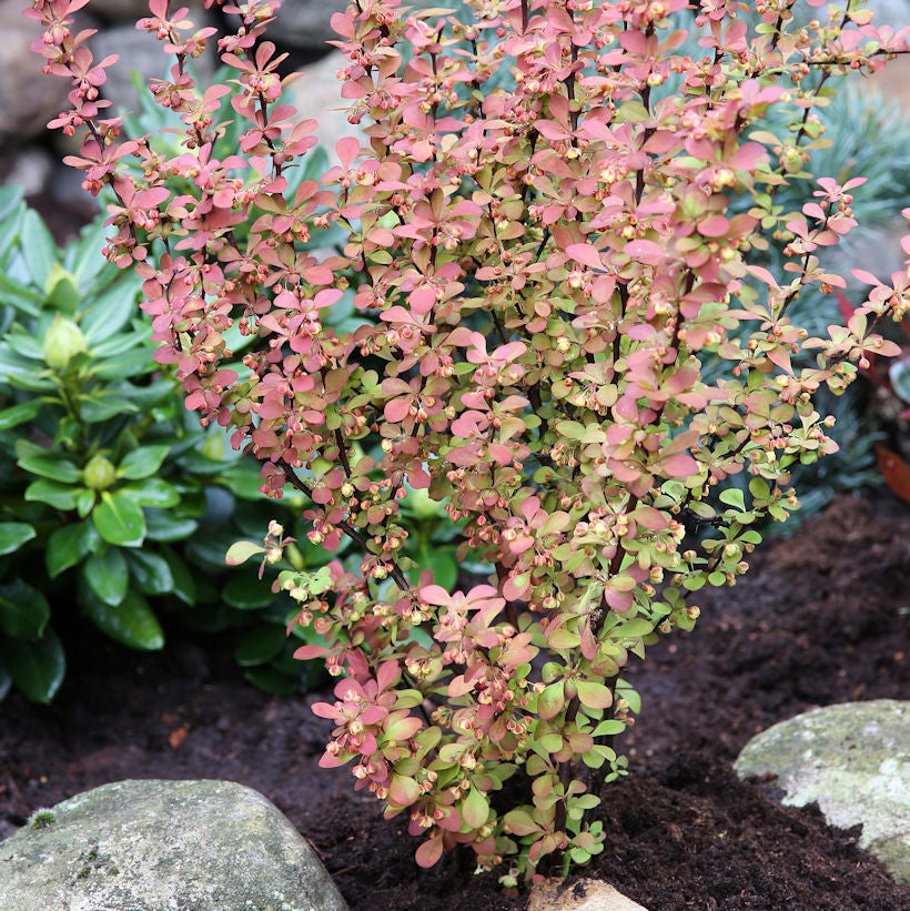 Berberitze Orange Rocket® 15-20cm - Berberis Thunbergii