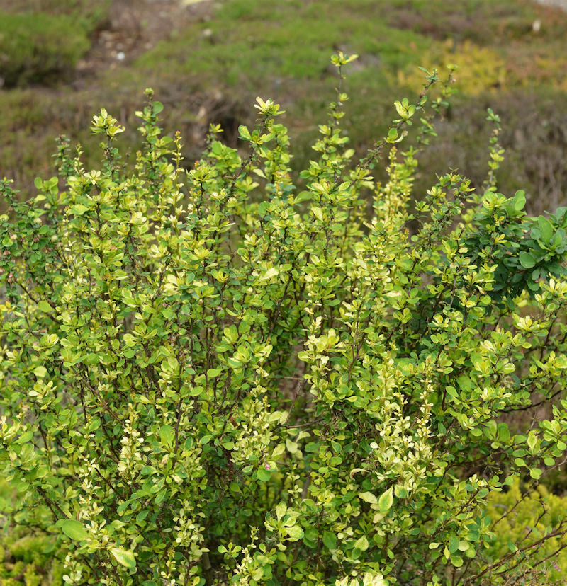 Beberitze Powwow 30-40cm - Berberis Thunbergii