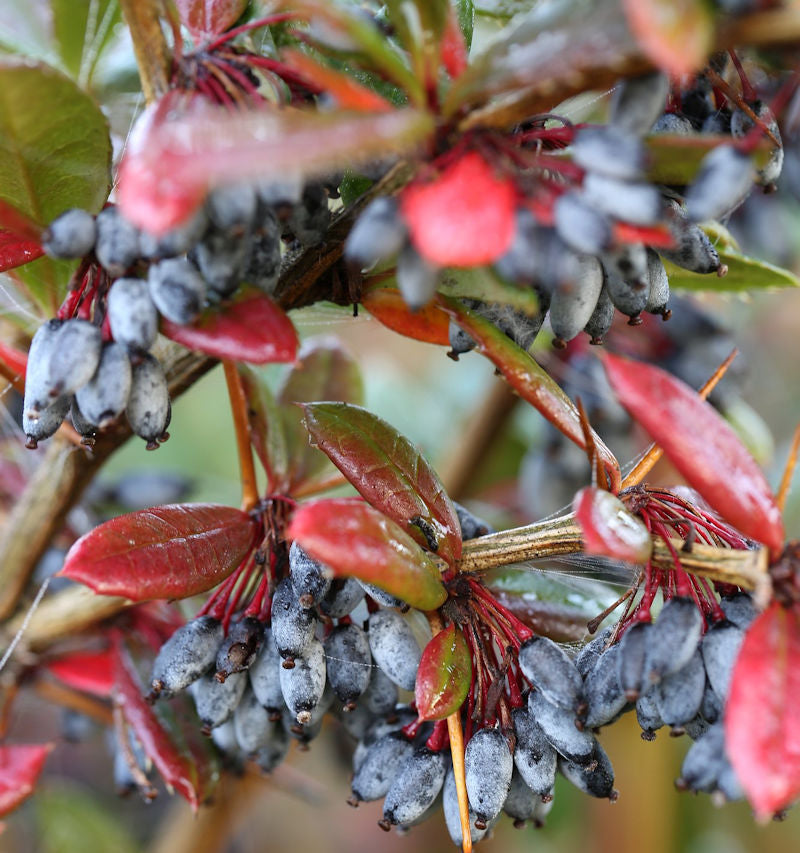 Großblättrige Berberitze 30-40cm - Berberis Julianae