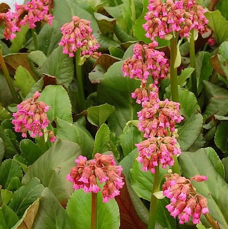 Bergenie Abendglocken - Bergenia Cordifolia