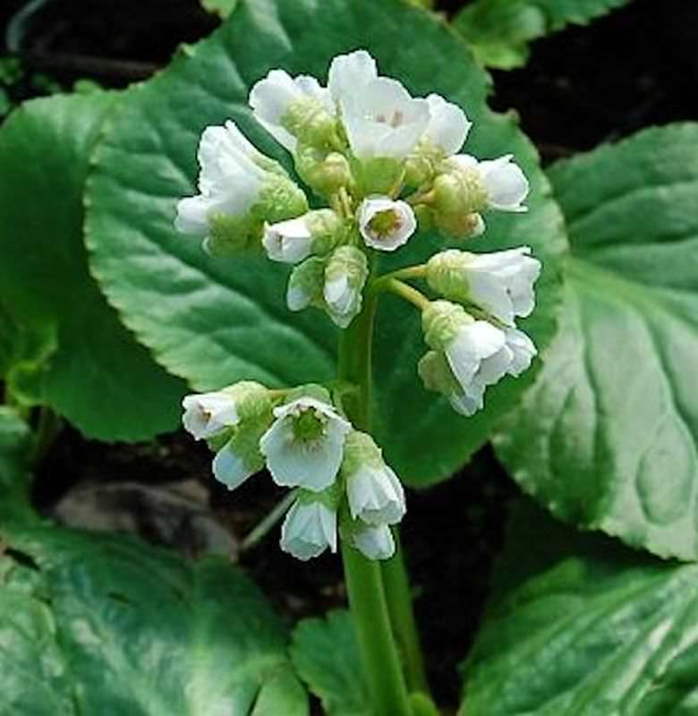 Bergenie Schneekönigin - Bergenia Cordifolia