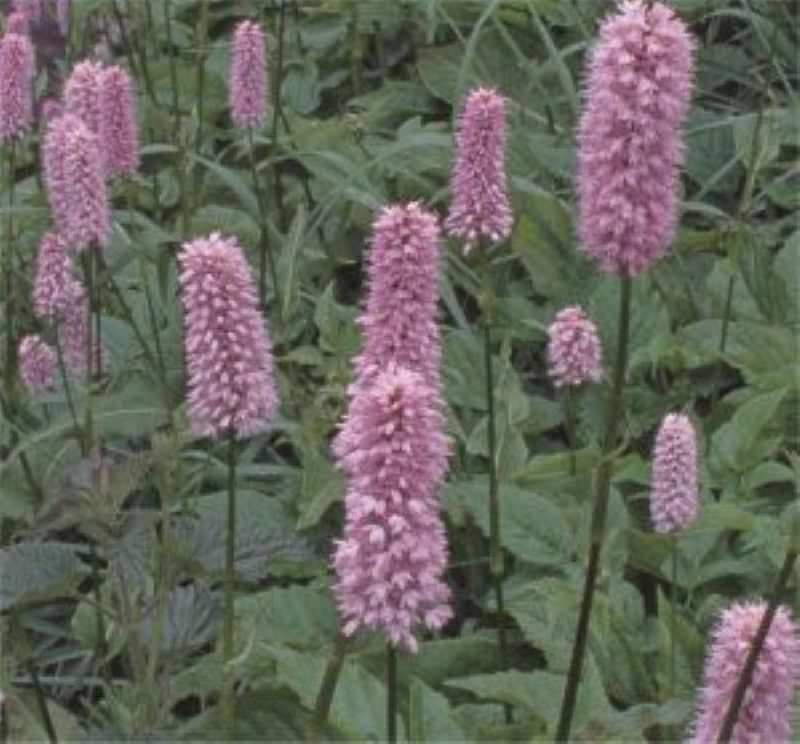 Kerzenknöterich Specioum - Bistorta Amplexicaule