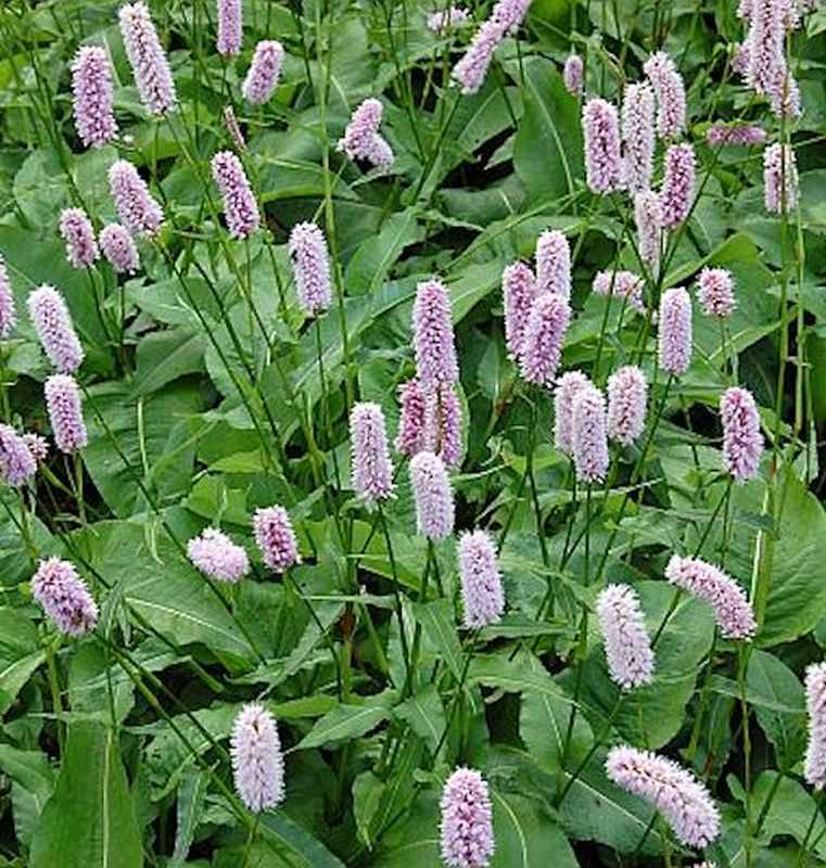 Knöterich Superba - Bistorta Officinalis