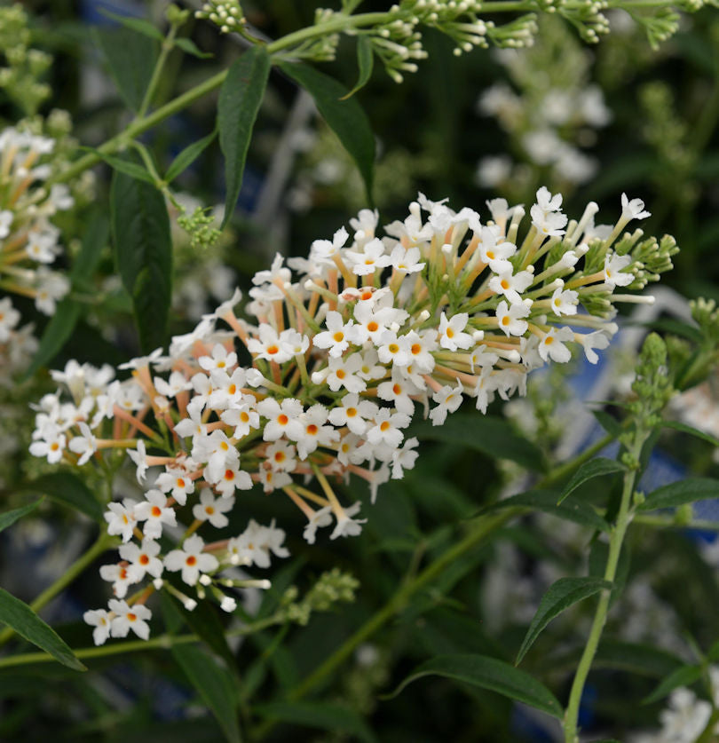 Zwerg Hänge Sommerflieder Little White 60-80cm - Buddleja