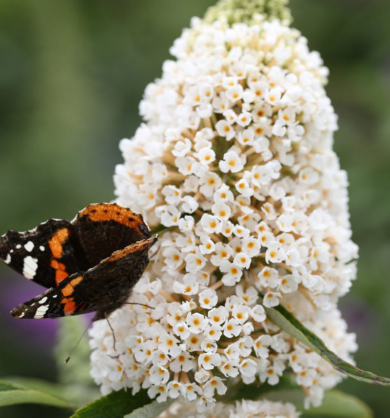 Sommerflieder White Profusion 80-100cm - Buddleja