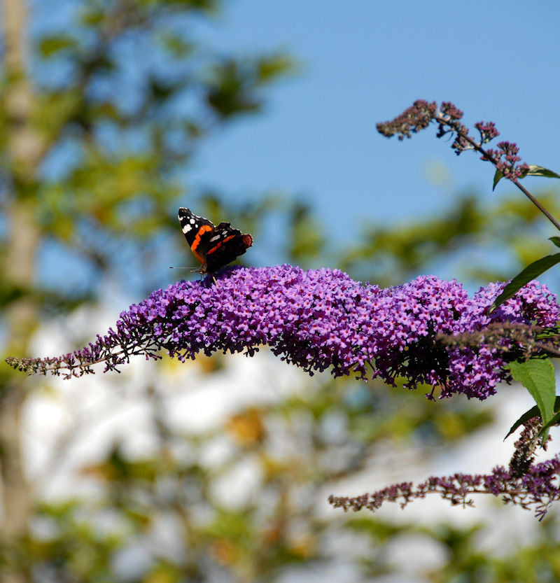 Sommerflieder Fascination 60-80cm - Buddleja