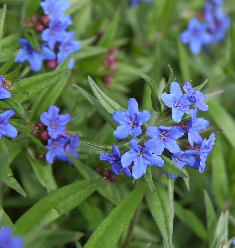Blauer Steinsamen - Buglossoides Purprocerulea