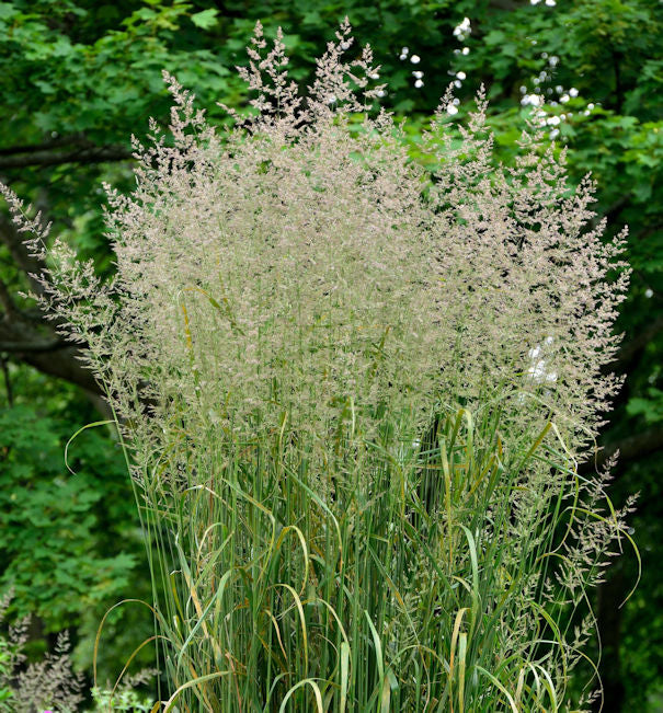 Reitgras Karl Förster - Großer Topf - Calamagrostis Acutiflora