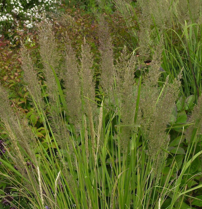 Berg Reitgras - Calamagrostis Varia