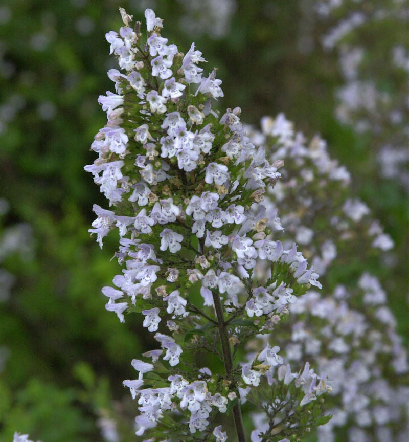 Kleinblättrige Bergminze - Calamintha Nepeta