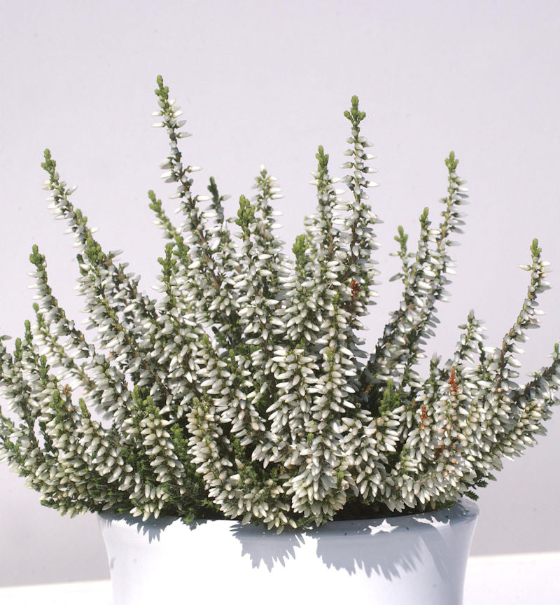 10x Knospenheide Gardengirls Madonna - Calluna Vulgaris