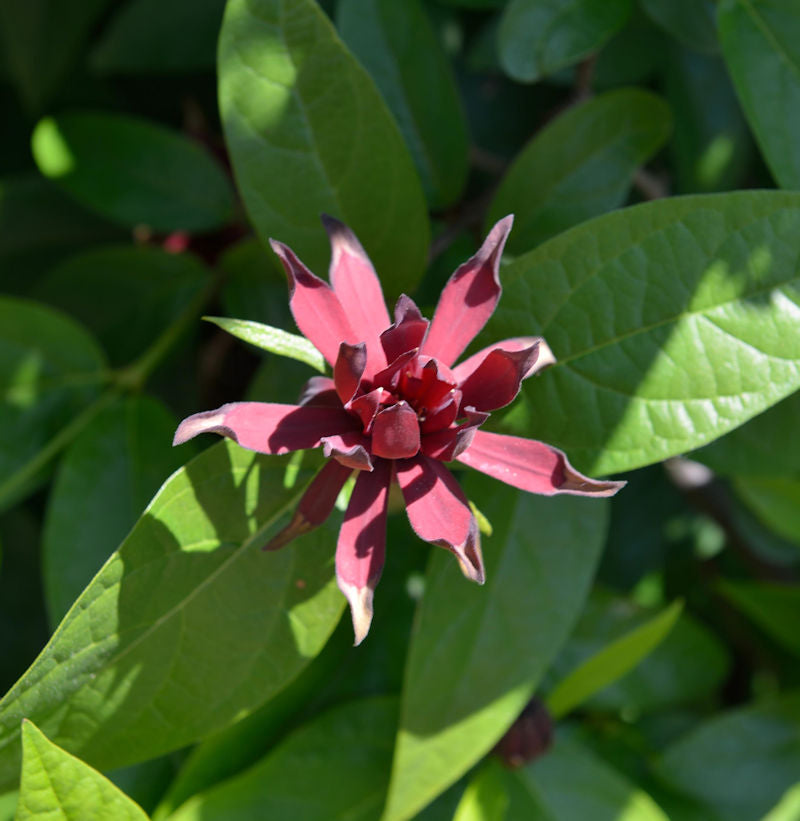 Gewürzstrauch Aphrodite® 30-40cm - Calycanthus Raulstonii